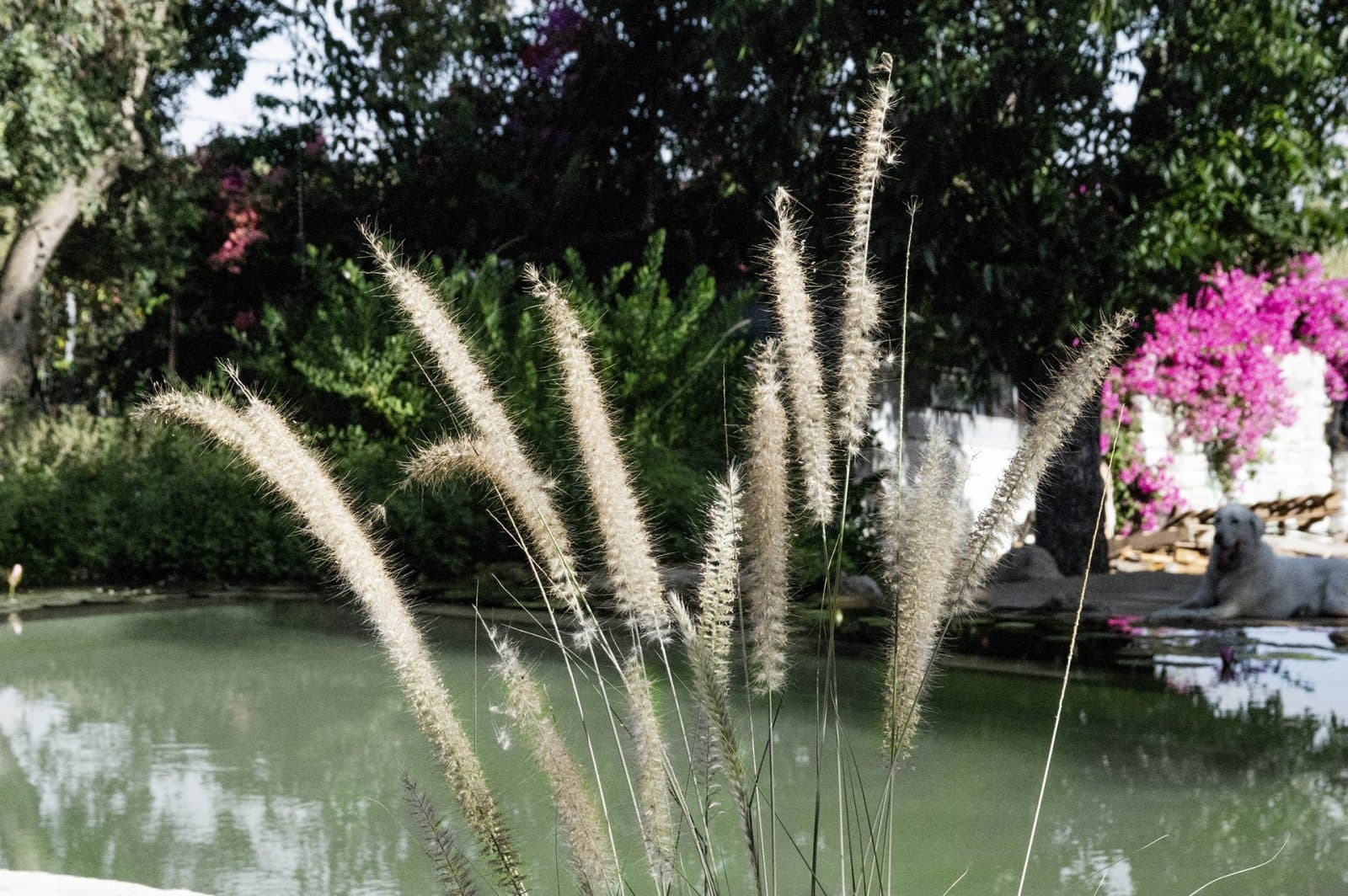 Liner piscina PVC Haogenplast Natural Pools Eco Green - Imagine Galerie 5 PiscinEcom